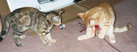 help-page-cali-morris