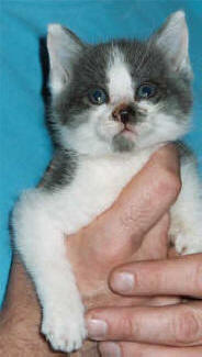 recue-kittens-durante